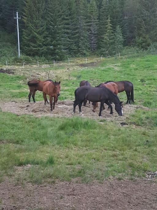 River Run Ranch - Telemark Drangedal 외부 사진