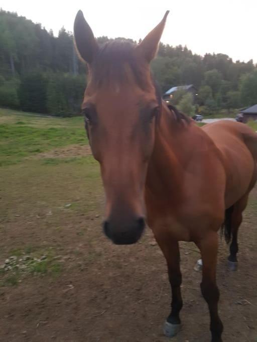 River Run Ranch - Telemark Drangedal 외부 사진