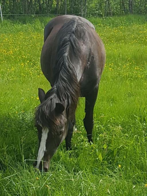 River Run Ranch - Telemark Drangedal 외부 사진