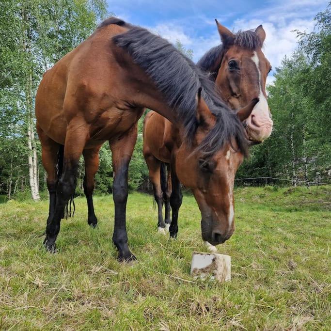 River Run Ranch - Telemark Drangedal 외부 사진
