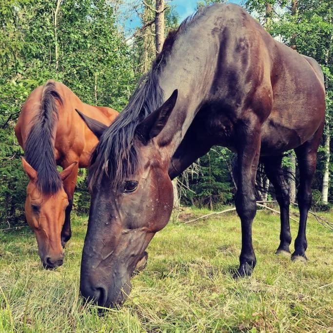 River Run Ranch - Telemark Drangedal 외부 사진